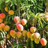 Tüplü Türkiye'De Yetişebilen Mango Fidanı
