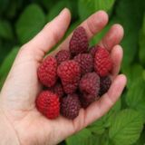 Tüplü Willamette Kokulu Ahududu Fidanı