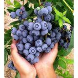 Tüplü Yaban Mersini ( Blue Berry ) Fidanı