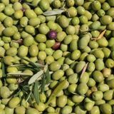 Tüplü Yağlık Ve Yemelik Tüplü Fatsa Zeytini Fidanı