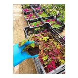 Tüplü Yaprak Güzeli Çiçeği Fidesi (8 Adet Paket)(7 Cm 'Lik Siyah Poşette)