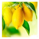 Tüplü Yarı Bodur Depolamaya Uygun Kütdiken Limon Fidanı