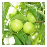 Tüplü Yarı Bodur Early White Nektarin Fidanı