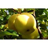 Tüplü Yarı Bodur Golden Elma Fidanı