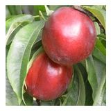 Tüplü Yarı Bodur Jumbo Kırmızı Giant Nektarin Fidanı
