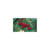 Tüplü Yarı Bodur Noble Kiraz Fidanı