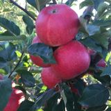 Tüplü Yarı Bodur Red Jonaprince Elma Fidanı