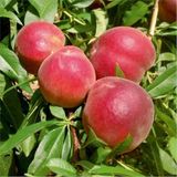 Tüplü Yarıbodur Sugar Vista Rich Şeftali Fidanı