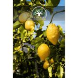 Tüplü Yediveren Aşılı Limon Ağacı Fidanı 3 Yaş