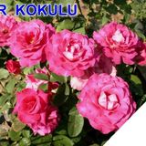 Tüplü Yediveren Mor Kokulu Gül Fidanı