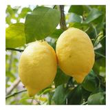 Tüplü Yoğun Kokulu Finike Beyaz Limon Fidanı