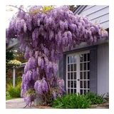 Tüplü Yoğun Kokulu Wisteria Sinensis Mor Salkım Fidanı (40-60 CM)