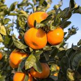 Tüplü Yöresel Bodrum Mandalinası Fidanı