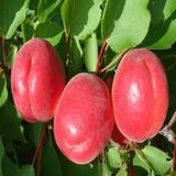 Tüplü Zaiges Red Kırmızı Kayısı Fidanı