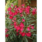 TÜPLÜ ZAKKUM FİDANI PEMBE ÇİÇEKLİ NERİUM OLEANDER