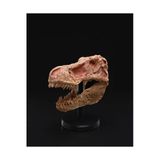 Turansoycraft Jurassic Park T-Rex Kafatası Dinazor Kafatası Masaüstü Dekoratif Obje Büyük Boy