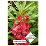 Türbe Çiçeği (ımpatiens Balsamina) Çiçek Tohumu 30 Adet