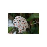 TURKİYE FİDAN Beyaz Mum Çiçeği Hoya 10 - 15 cm