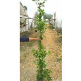 TURKİYE FİDAN Dolgun Arap Yasemini 150/200 cm