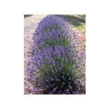 TURKİYE FİDAN Lavandula Angustifolia Lavanta Fidesi Fidanı 10-20 Cm