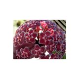 TURKİYE FİDAN Mum Çiçeği Hoya /kırmızı 10-15cm