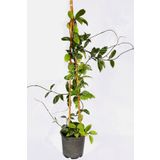 TURKİYE FİDAN Mum Çiçeği Hoya / Sarı 10-15 cm