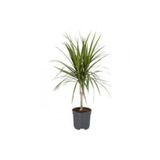 TURKİYE FİDAN Tekli 1.Kalite Dracena Marginata, Madagaskar Dragon Ağacı, 40-60 cm,