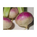Turp Şalgam Tohumu(10 Gr)
