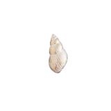 TURUNÇ AKSESUAR Deniz Minaresi Kulp- En 4 Cm Boy 8 Cm Bebek Çocuk Genç Odası Kulpları Dolap Çekmece Mobilya Kulpu