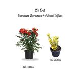 Turuncu Acem Borusu(Borazan) Çiçeği+Altuni Taflan Çit Bitkisi 2'li Set Bahçe Bitkileri, BTS0001NA1334