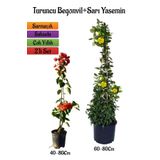 Turuncu Begonvil Çiçeği Fidanı+Sarı Yasemin Fidanı 2'li Bahçe Peyzaj Seti, BTS0001NA2025