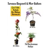 Turuncu Begonvil Çiçeği+Mor Salkım Ağacı Fidanı Tül Kuşkonmaz Hediyeli Bahçe Peyzaj Seti