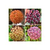 Turuncu Beyaz Mum Çiçeği Fidanı 10-20 Cm