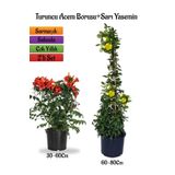 Turuncu Borazan Çiçeği Fidanı+Sarı Yasemin Fidanı 2'li Bahçe Peyzaj Seti, BTS0001NA2026