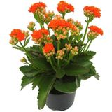 Turuncu Çiçekli Kalanşo ( Kalanchoe ) Çiçeği Fidanı 10-20 cm