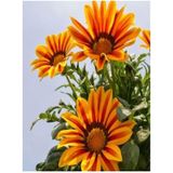 Turuncu Gazanya 5 15 Cm 10 Adet Saksılı/ Tüplü Çiçekli Bodur Bitki Gazania