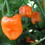 Turuncu Habanero Biberi Tohumu