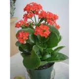 Turuncu Kalanşo Kalanchoe Emel Hanım Kardeş Kanı Çiçeği 10-20 Cm
