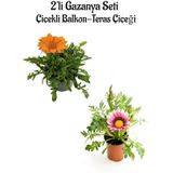 Turuncu-koyu Pembe Gazanya Çiçeği 2 Adet Saksılı 10-20cm Bahçe Balkon Çiçeği