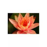 Turuncu Lotus Çiçeği Tohum Nilüfer Çiçeği Tohumu Turuncu Lotus Tohumu 3 Tohum