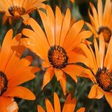 Turuncu Osteospermum Afrika Papatyası Çiçeği Tohumu -30tohum