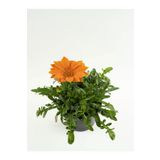 Turuncu Renk Gazanya Çiçeği 1 Adet Saksılı/Tüplü(15-25Cm) Çiçekli Balon Bitkisi, SRD03022025BYB672