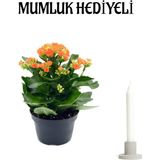 Turuncu Renk Kalanşo Çiçeği Mumluk Hediyeli Sevgiler Günü Hediyesi