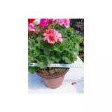 Turuncu Sakız Sardunya Çiçeği 10-20 Cm
