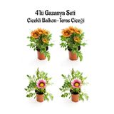 Turuncu Sarı Gazanya 2 Adet+Pembe Beyaz Gazanya 2 Adet Saksılı10-20Cm Balkon Bitkisi, SRD03022025BYB62