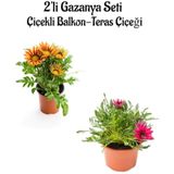 Turuncu Sarı-koyu Pembe Gazanya Çiçeği 2 Adet Saksılı 10-20cm Bahçe Balkon Çiçeği