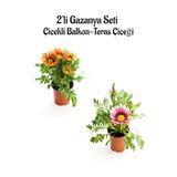 Turuncu Sarı-pembe Beyaz Renk Gazanya Çiçeği 2 Adet Saksılı 10-20cm Bahçe Balkon Çiçeği
