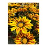 Turuncu-Sarı Renk Gazanya Çiçeği 1 Adet Saksılı/Tüplü(15-25Cm) Çiçekli Balon Bitkisi, BTS10NA07