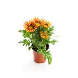 Turuncu-Sarı Renk Gazanya Çiçeği 1 Adet Saksılı/Tüplü(15-25Cm) Çiçekli Balon Bitkisi, SRD03022025BYB671