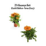 Turuncu Sarı+turuncu Renk Gazanya Çiçeği 2 Adet Saksılı 10-20cm Bahçe Balkon Çiçeği